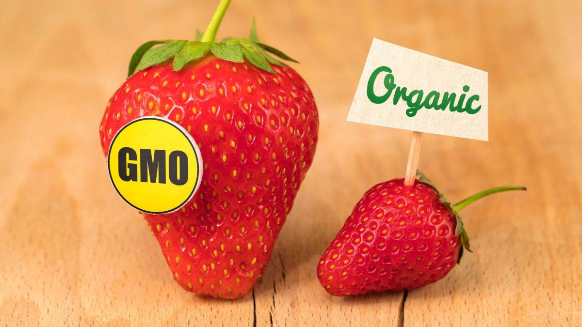 The difference in size of strawberries with and without GMOs (via Riviera Produce)