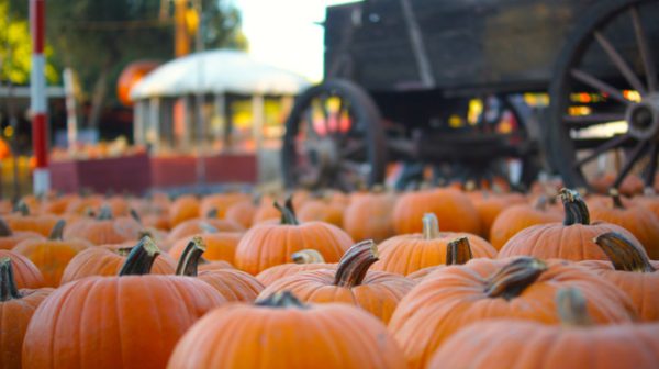 The best pumpkin patches in Los Angeles via Timeout.com