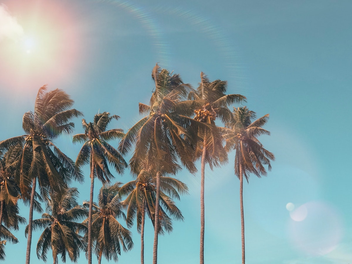 A perfect summer with palm trees and sun. (Courtesy of LawnStarter)