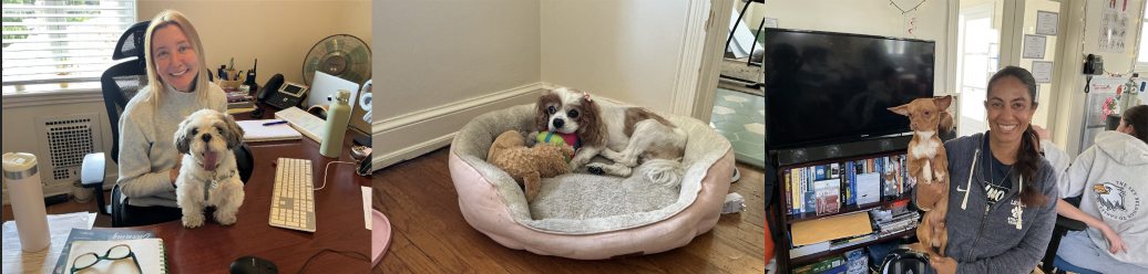 Who are the Best Pets on Campus?